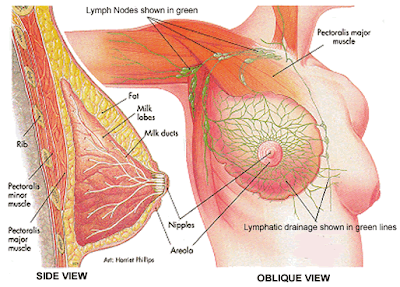 breast anatomy graphic